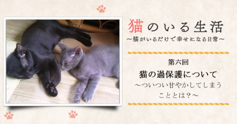 猫の過保護について ついつい甘やかしてしまうこととは アイリスプラザ メディア