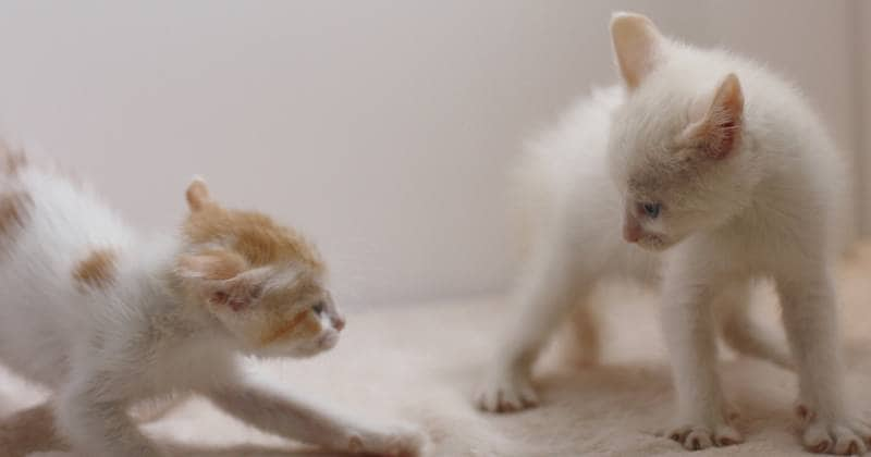 しぐさでわかる猫の気持ち アイリスプラザ メディア