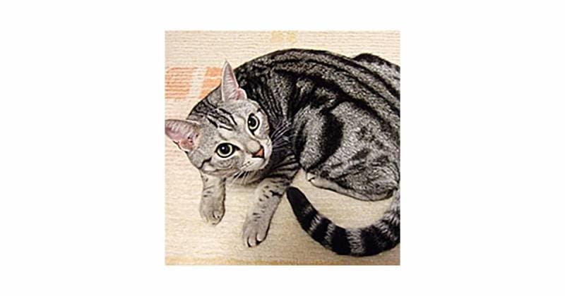 アメショーcat 関西・近畿のアメリカンショートヘアの子猫を探す｜ブリーダー
