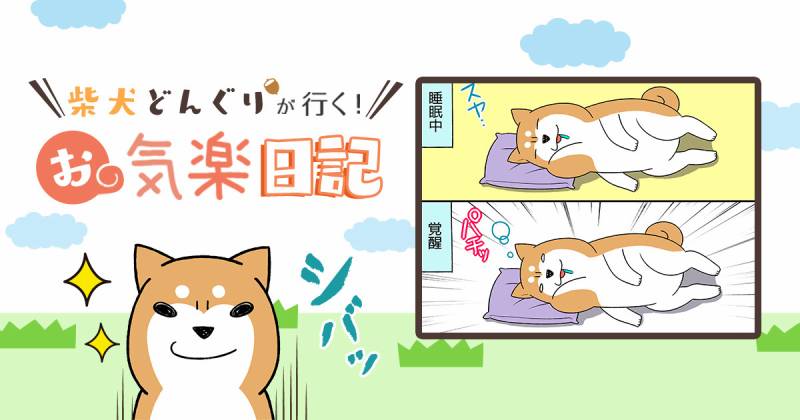 柴犬も寝起きは寝ぼけてます 柴犬どんぐり アイリスプラザ メディア 柴犬も寝起きは寝ぼけてます 柴犬どんぐり アイリスプラザ メディア