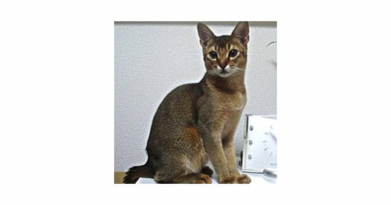 アビシニアン 猫の種類 猫図鑑 アイリスプラザ メディア アビシニアン 猫の種類 猫図鑑 アイリスプラザ メディア