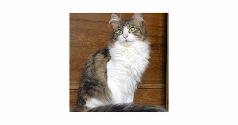 メインクーン 猫の種類 猫図鑑 アイリスプラザ メディア