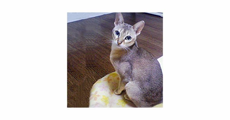 シンガプーラ 猫の種類 猫図鑑 アイリスプラザ メディア シンガプーラ 猫の種類 猫図鑑 アイリスプラザ メディア