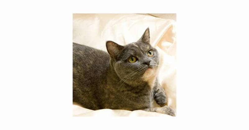 ブリティッシュ・ショートヘア～猫の種類・猫図鑑  アイリスプラザ_ 