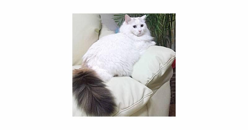 ターキッシュバン 猫の種類 猫図鑑 アイリスプラザ メディア ターキッシュバン 猫の種類 猫図鑑 アイリスプラザ メディア