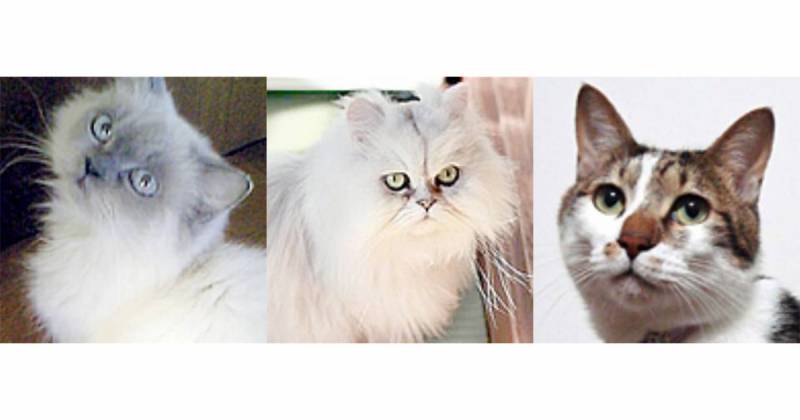 コビーとは 猫の種類 猫図鑑 アイリスプラザ メディア