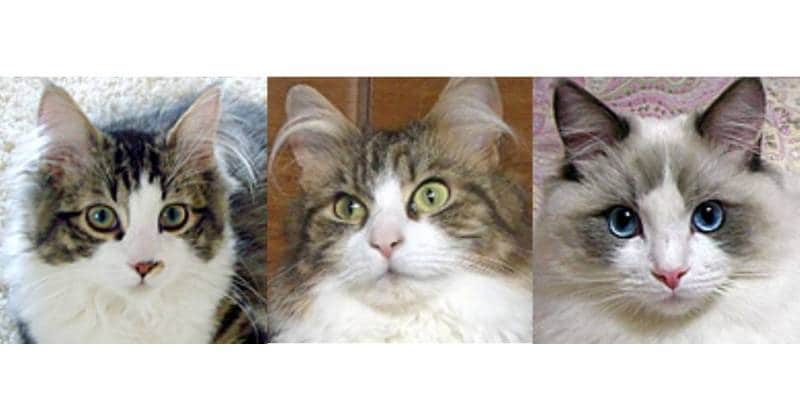 ロング アンド サブスタンシャルとは 猫の種類 猫図鑑 アイリスプラザ メディア ロング アンド サブスタンシャルとは 猫の種類 猫図鑑 アイリスプラザ メディア