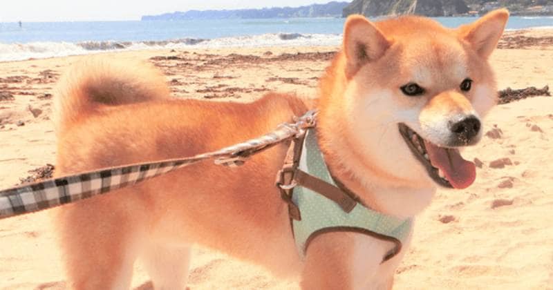 柴犬の小源汰さん ブログ管理人jinさん登場 アイリスプラザ メディア