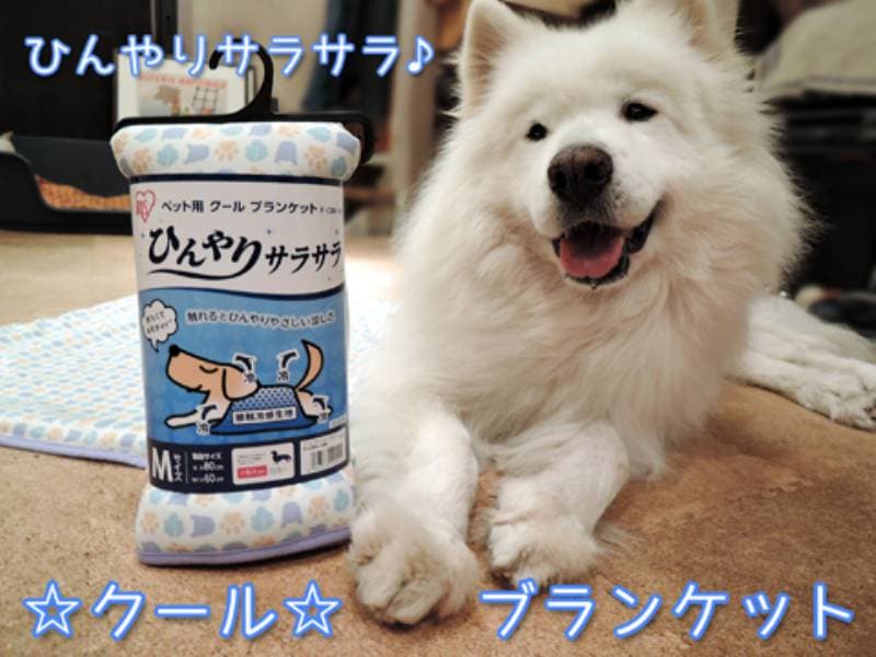 ひえひえすやすや♪ ペット用クールブランケット | アイリスプラザ_