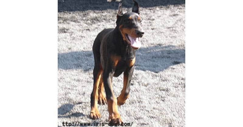 ドーベルマン | アイリスプラザ_メディア