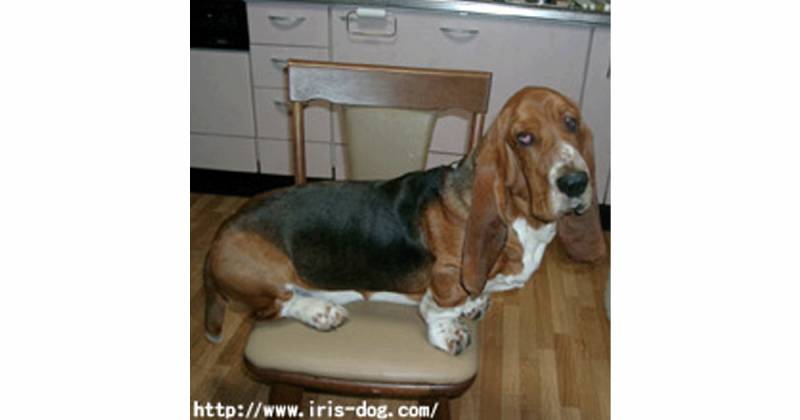 バセット ハウンド アイリスプラザ メディア