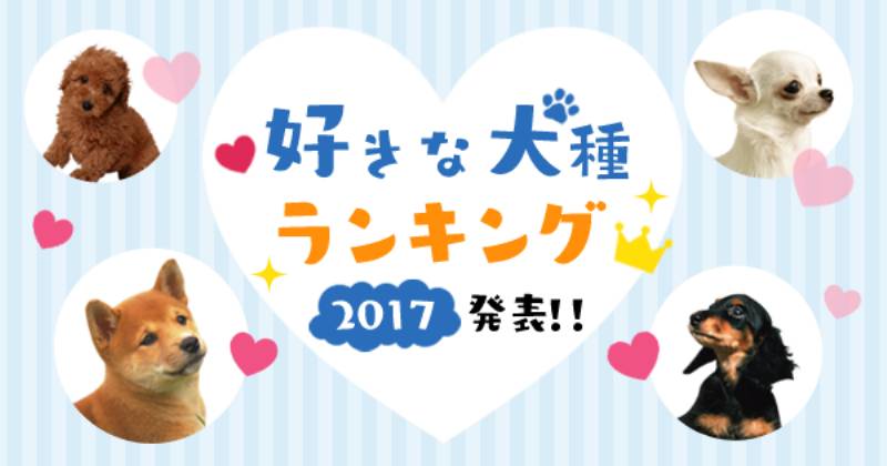 [最も共有された！ √] 犬 賢さ ランキング 柴犬 279929犬 賢さ ランキング 柴犬