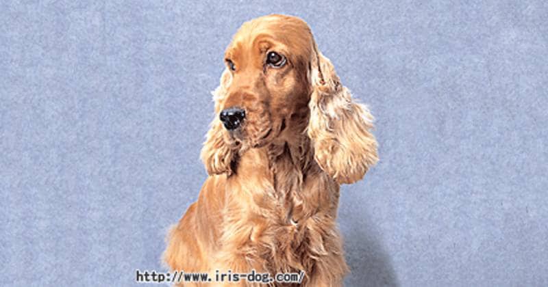 イングリッシュ・コッカー・スパニエル | アイリスプラザ_メディア