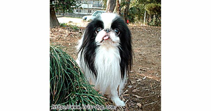 狆 穏やかで上品な日本の犬 アイリスプラザ メディア