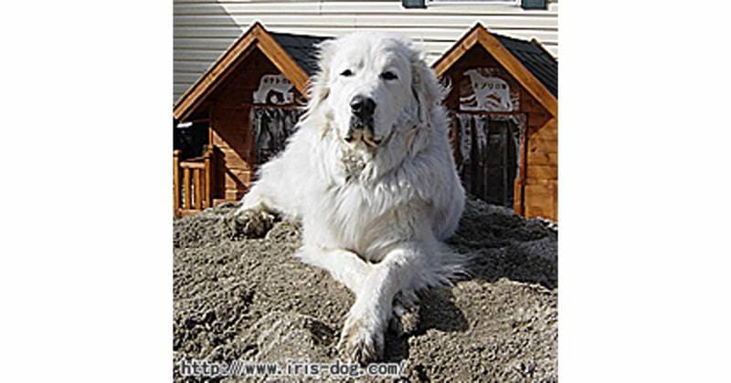 【レア】グレートピレニーズ【美品】 グレート・ピレニーズ | アイリスプラザ_メディア