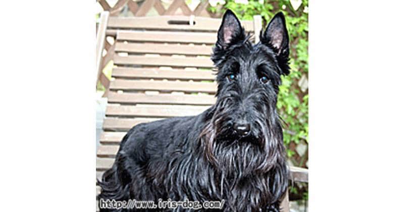 スコティッシュ・テリア | アイリスプラザ_メディア