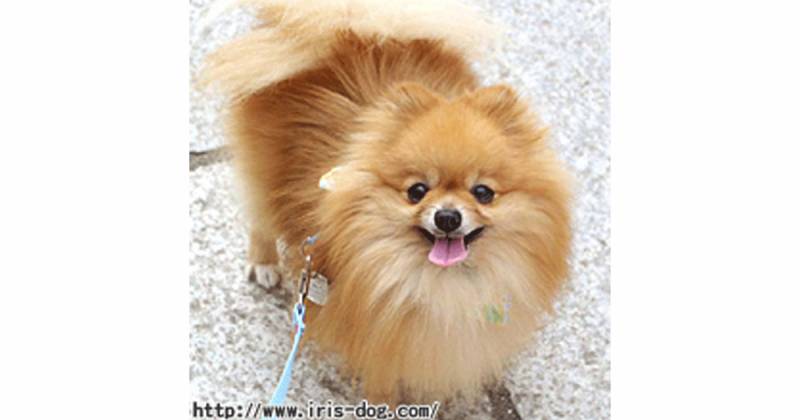 ポメラニアン アイリスプラザ メディア