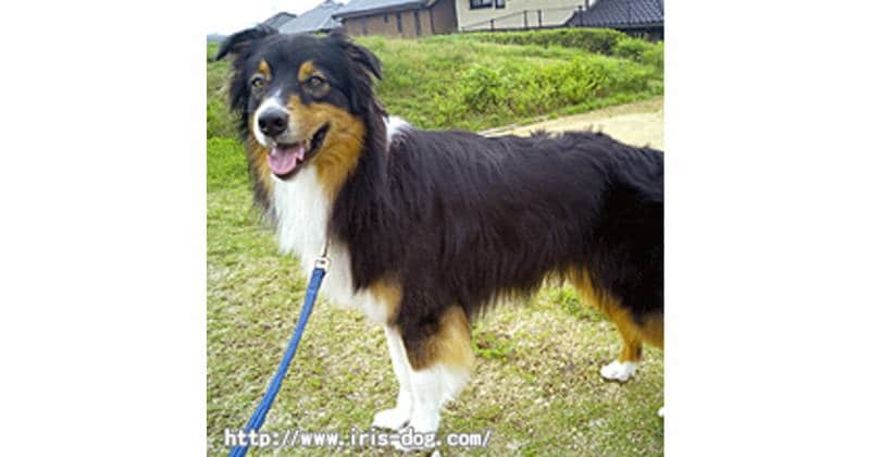 オーストラリアン シェパード アイリスプラザ メディア オーストラリアン シェパード アイリスプラザ メディア
