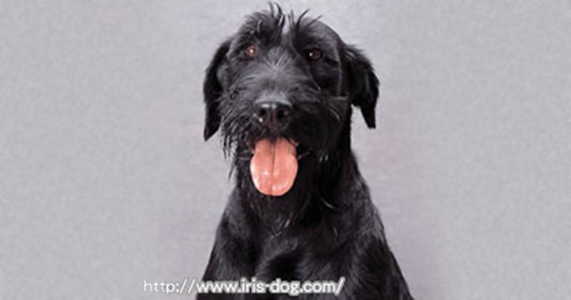 ジャイアント・シュナウザー | アイリスプラザ_メディア