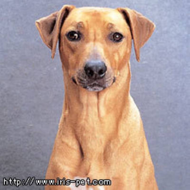 ローデシアン リッジバック アイリスプラザ メディア