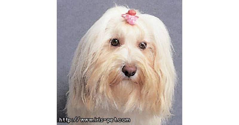 ローシェン アイリスプラザ メディア