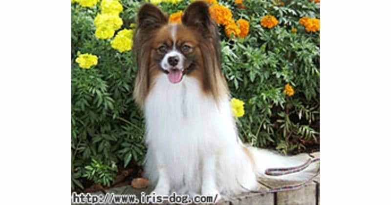 パピヨン ～蝶に例えられる美しさ～ | アイリスプラザ_メディア