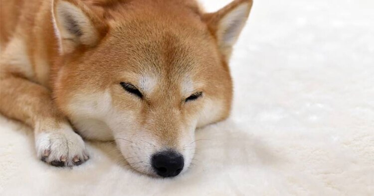 sȂpybgxbh̑Iѕ̃Rc