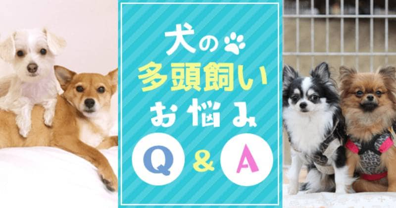 犬の多頭飼いお悩みq A アイリスプラザ メディア