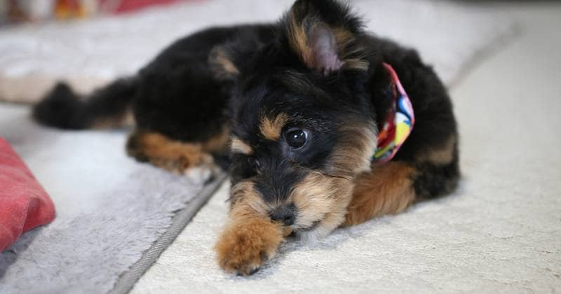 犬 トイレ シート 食べる