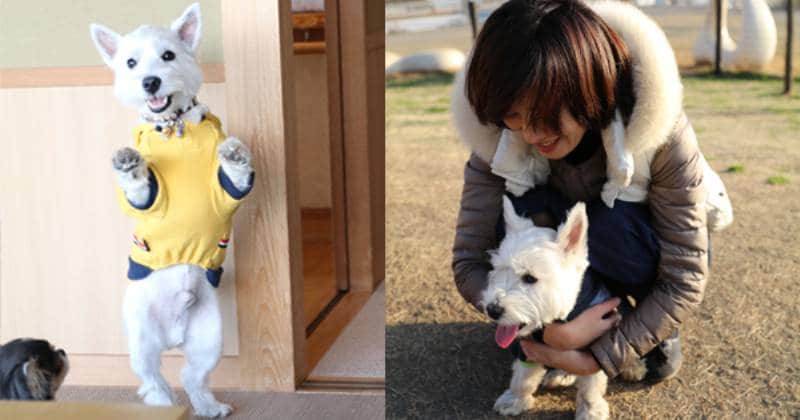 天気 創始者 無関心 たか シェフ と 白い 犬 Mashaalindia Org 天気 創始者 無関心 たか シェフ と 白い 犬 Mashaalindia Org