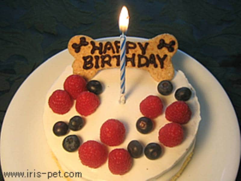犬の手作り おやつレシピ バースデーケーキ アイリスプラザ メディア 犬の手作り おやつレシピ バースデーケーキ アイリスプラザ メディア