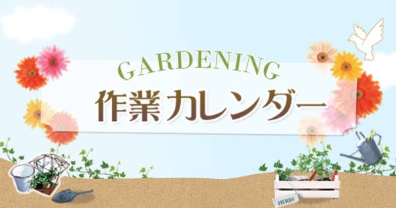 7月の作業 アジサイ 花が終わったら アイリスプラザ メディア