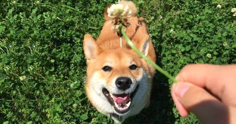 柴犬どんぐり コロコロまんが日記 ブログ管理人宮路ひまさん登場 アイリスプラザ メディア