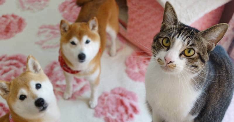 柴犬ひかりといちごと猫ミルキー 管理人 ぴろこさん登場 アイリスプラザ メディア 柴犬ひかりといちごと猫ミルキー 管理人 ぴろこさん登場 アイリスプラザ メディア