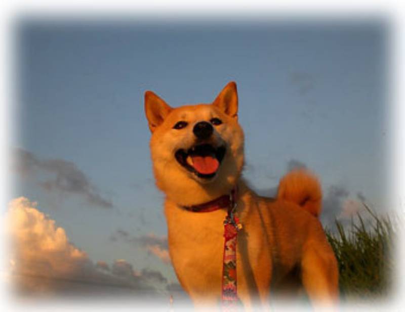ブログ 柴犬のチコ 管理人 チコママさん登場 アイリスプラザ メディア