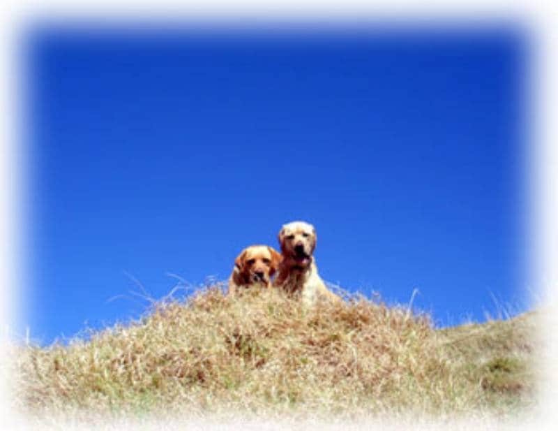 羊の国のラブラドール絵日記 管理人ゆうさん登場 アイリスプラザ メディア