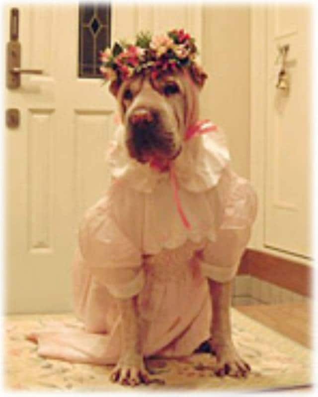 犬のために 別荘を建てちゃいました わんこコスプレやガーデニングも楽しんでいます アイリスプラザ メディア 犬のために 別荘を建てちゃいました わんこコスプレやガーデニングも楽しんでいます アイリスプラザ メディア
