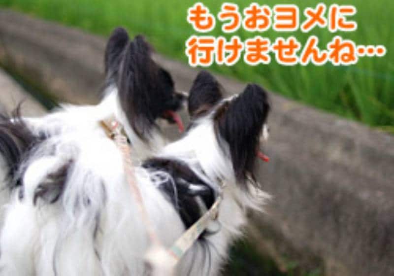 読んで字のごとく のお散歩グッズ フンキャッチャー アイリスプラザ メディア