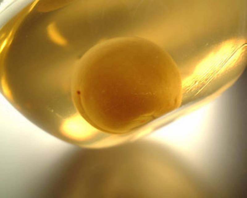 季節のおいしいレシピ 梅酒ゼリー アイリスプラザ メディア