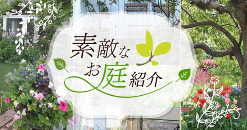 植物に癒される 緑豊かな手作りの庭 97 紗絵さん アイリスプラザ メディア 植物に癒される 緑豊かな手作りの庭 97 紗絵さん アイリスプラザ メディア