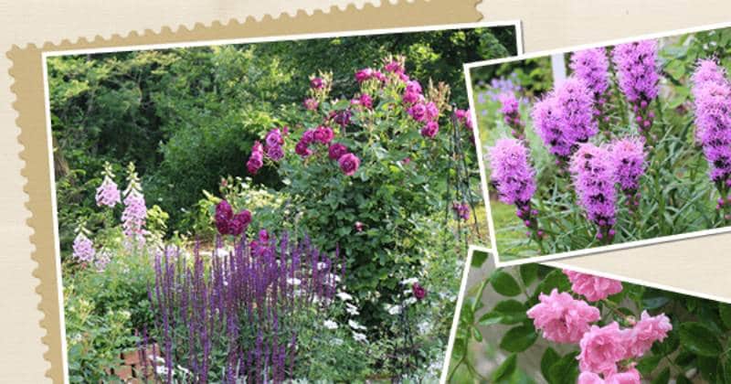 好き でいっぱいの場所 私なりのナチュラルガーデン 148 ペコリさん アイリスプラザ メディア