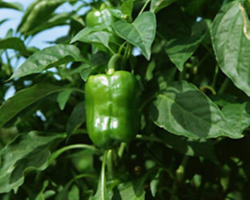 ピーマン ～ 水・肥料はたっぷりと！日当たりの良い場所で育てましょう