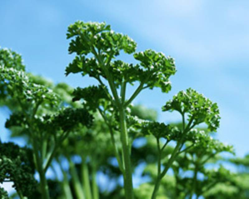 パセリ 栄養満点 ミネラル豊富な健康野菜 アイリスプラザ メディア