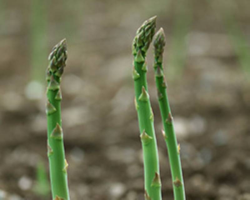 アスパラガス 1度植えれば 10年収穫ｏｋ アイリスプラザ メディア