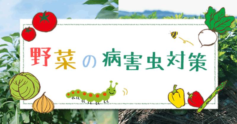 害虫 アオムシ アイリスプラザ メディア