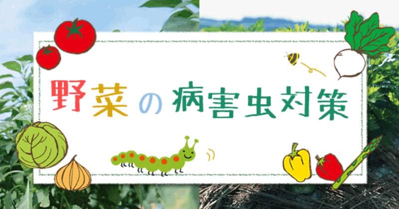 ワンポイント 第2回 害虫駆除の仕方 アイリスプラザ メディア ワンポイント 第2回 害虫駆除の仕方 アイリスプラザ メディア