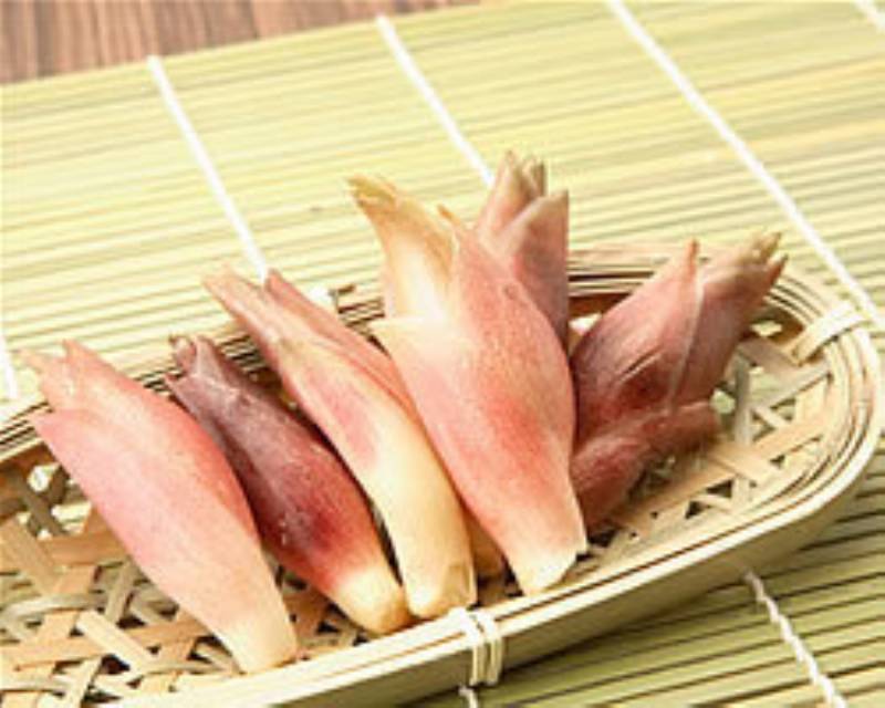 ミョウガ ～ 独特の香りの香味野菜 ～ | アイリスプラザ_メディア