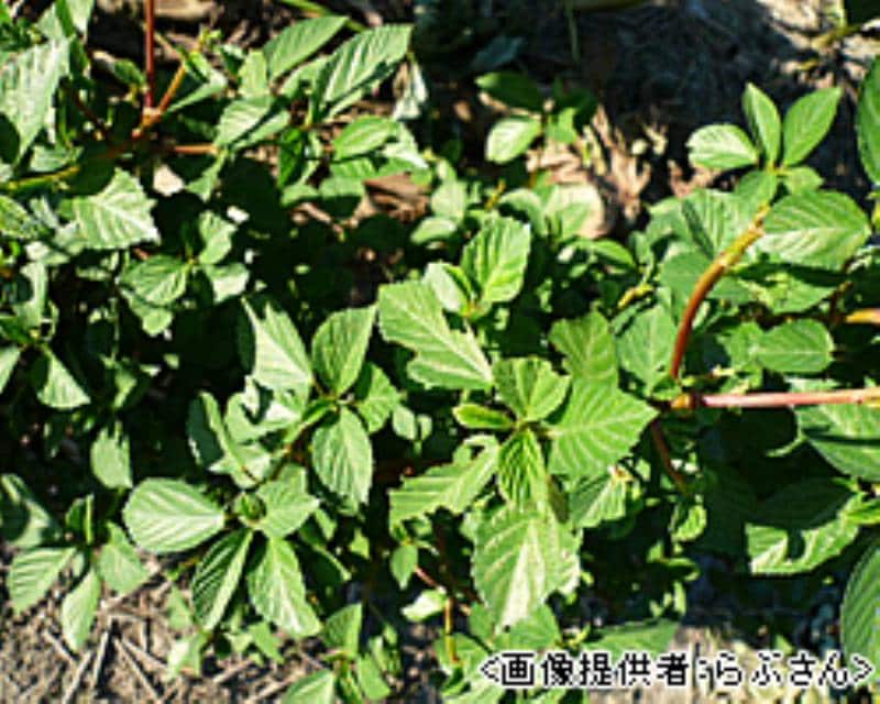 モロヘイヤ 王様の野菜 アイリスプラザ メディア モロヘイヤ 王様の野菜 アイリスプラザ メディア