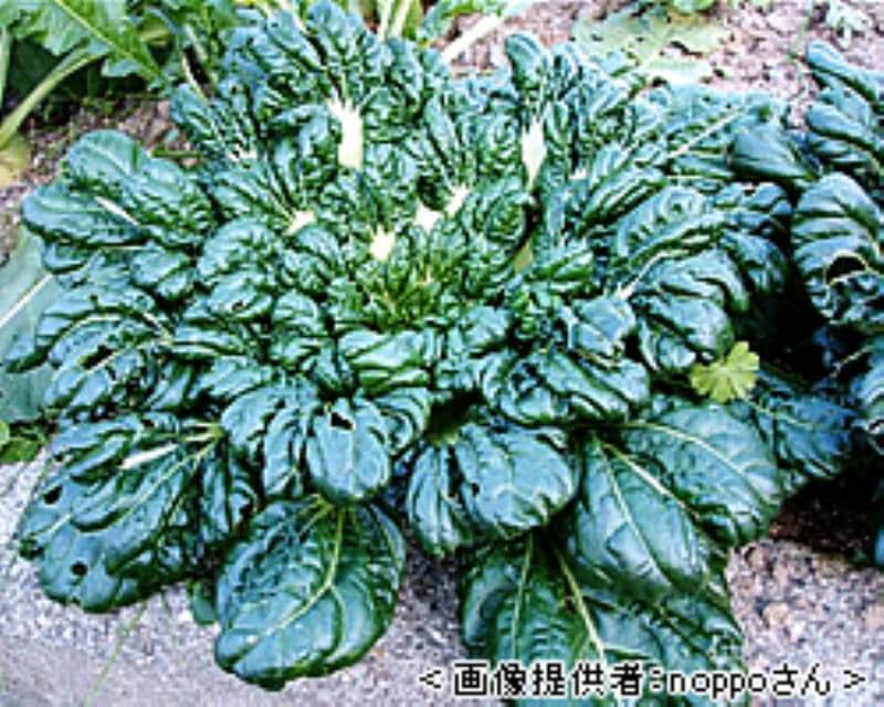 タアサイ 肉厚で しわのある葉が特徴の中国野菜 アイリスプラザ メディア タアサイ 肉厚で しわのある葉が特徴の中国野菜 アイリスプラザ メディア