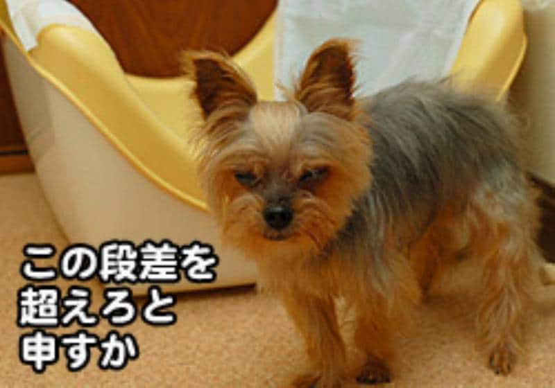 いたずらっ子ネネにピッタリのトイレ しつける犬トイレ アイリスプラザ メディア いたずらっ子ネネにピッタリのトイレ しつける犬トイレ アイリスプラザ メディア